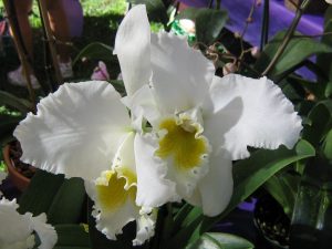 Cattleya