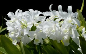 Cattleya