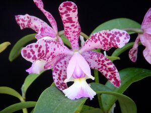 Cattleya