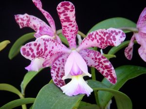 Cattleya