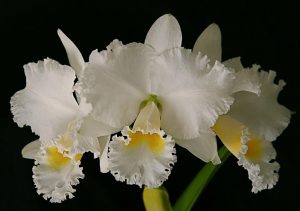 Cattleya