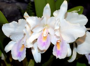 Cattleya