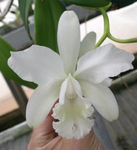 Cattleya