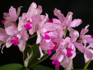 Cattleya