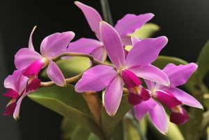 Cattleya