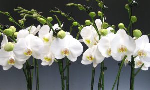 Orkide (Orchid) Bakımı