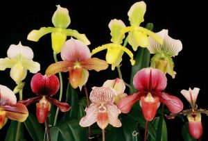 Paphiopedilum