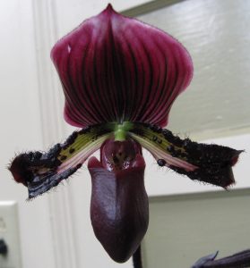 Paphiopedilum