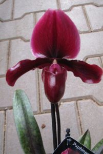 Paphiopedilum