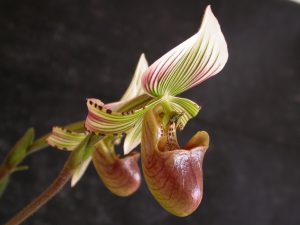 Paphiopedilum