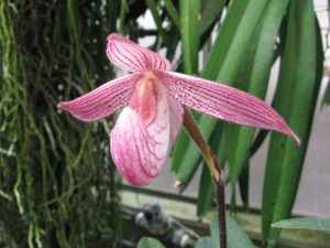 Paphiopedilum