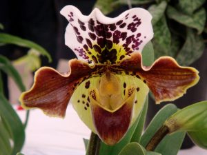 Paphiopedilum