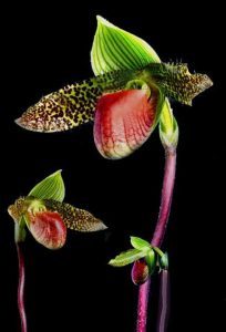 Paphiopedilum