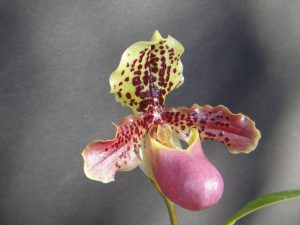 Paphiopedilum