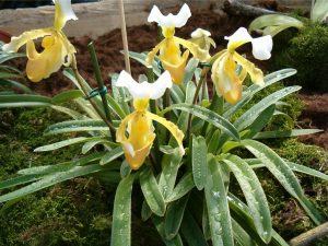 Paphiopedilum