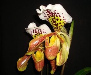 Paphiopedilum