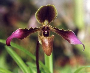 Paphiopedilum