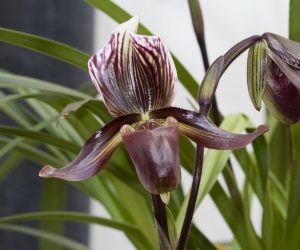 Paphiopedilum