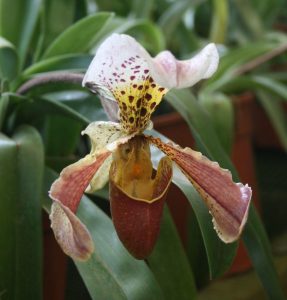 Paphiopedilum