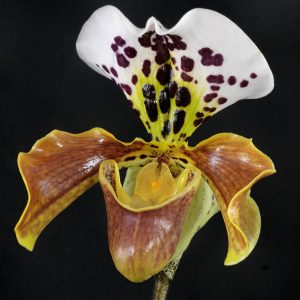 Paphiopedilum