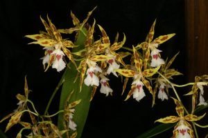 Odontoglossums