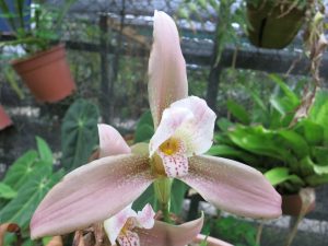 Lycaste