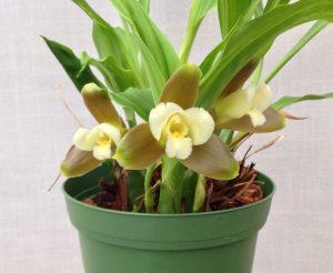 Lycaste