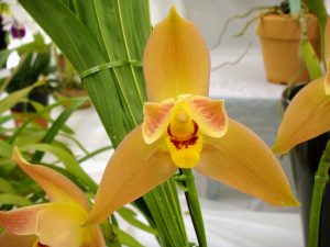 Lycaste