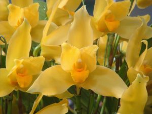 Lycaste