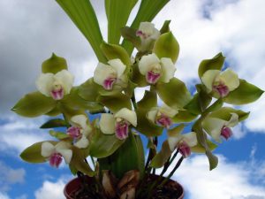 Lycaste