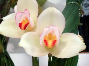 Lycaste