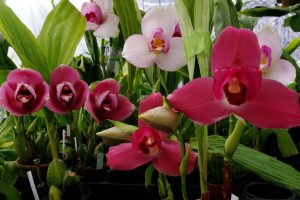 Lycaste