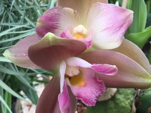 Lycaste