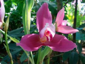 Lycaste