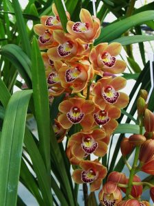 Cymbidium