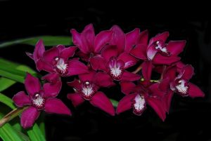 Cymbidium