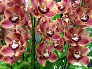 Cymbidium