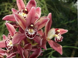 Cymbidium