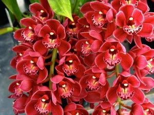 Cymbidium