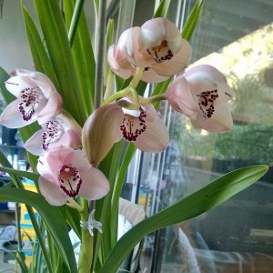 Cymbidium