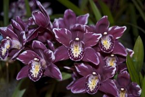 Cymbidium