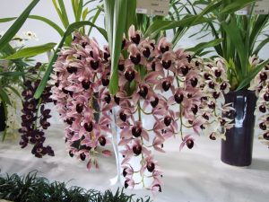 Cymbidium