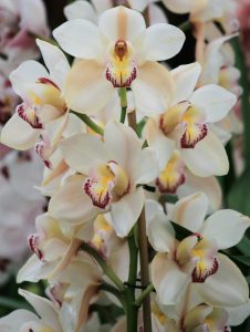 Cymbidium