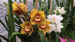 Cymbidium