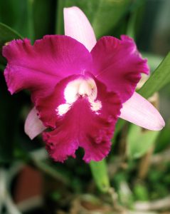 Cattleya