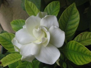 Parfüm Yapımında En Çok Kullanılan 4 Çiçek